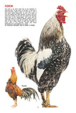 Dreamland Publications - My Jumbo Book - BIRDS