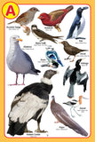 Dreamland Publications - My Jumbo Birds Pictionary