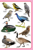 Dreamland Publications - My Jumbo Birds Pictionary