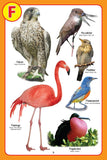 Dreamland Publications - My Jumbo Birds Pictionary