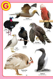 Dreamland Publications - My Jumbo Birds Pictionary