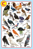 Dreamland Publications - My Jumbo Birds Pictionary