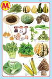 Dreamland Publications - My Jumbo Vegetables Pictionary