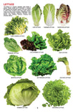 Dreamland Publications - My Jumbo Book - VEGETABLE