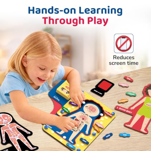 Smartivity Human Body Anatomy Puzzle - in use