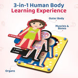 Smartivity Human Body Anatomy Puzzle - build detail