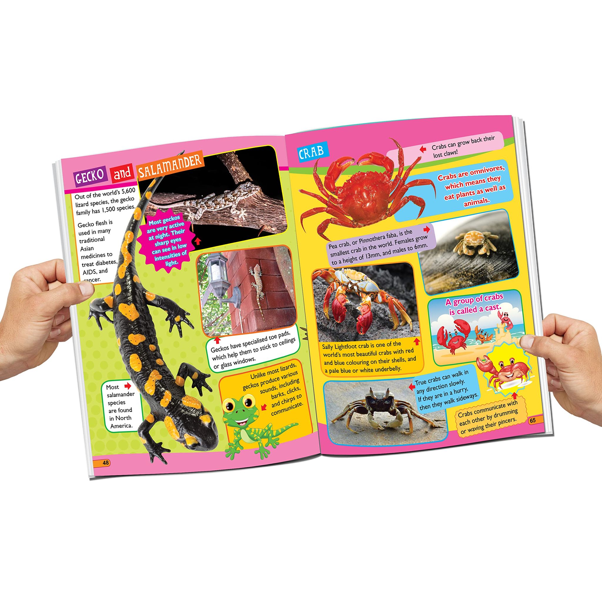 Dreamland Publications - 365 Facts Series A set of 3 Books