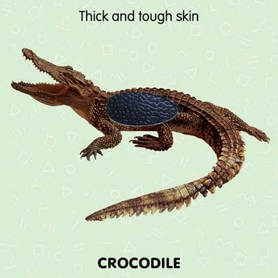 Dreamland Publications - Touch and Feel - Jungle Animals