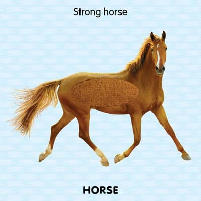 Dreamland Publications - Touch and Feel - Farm Animals