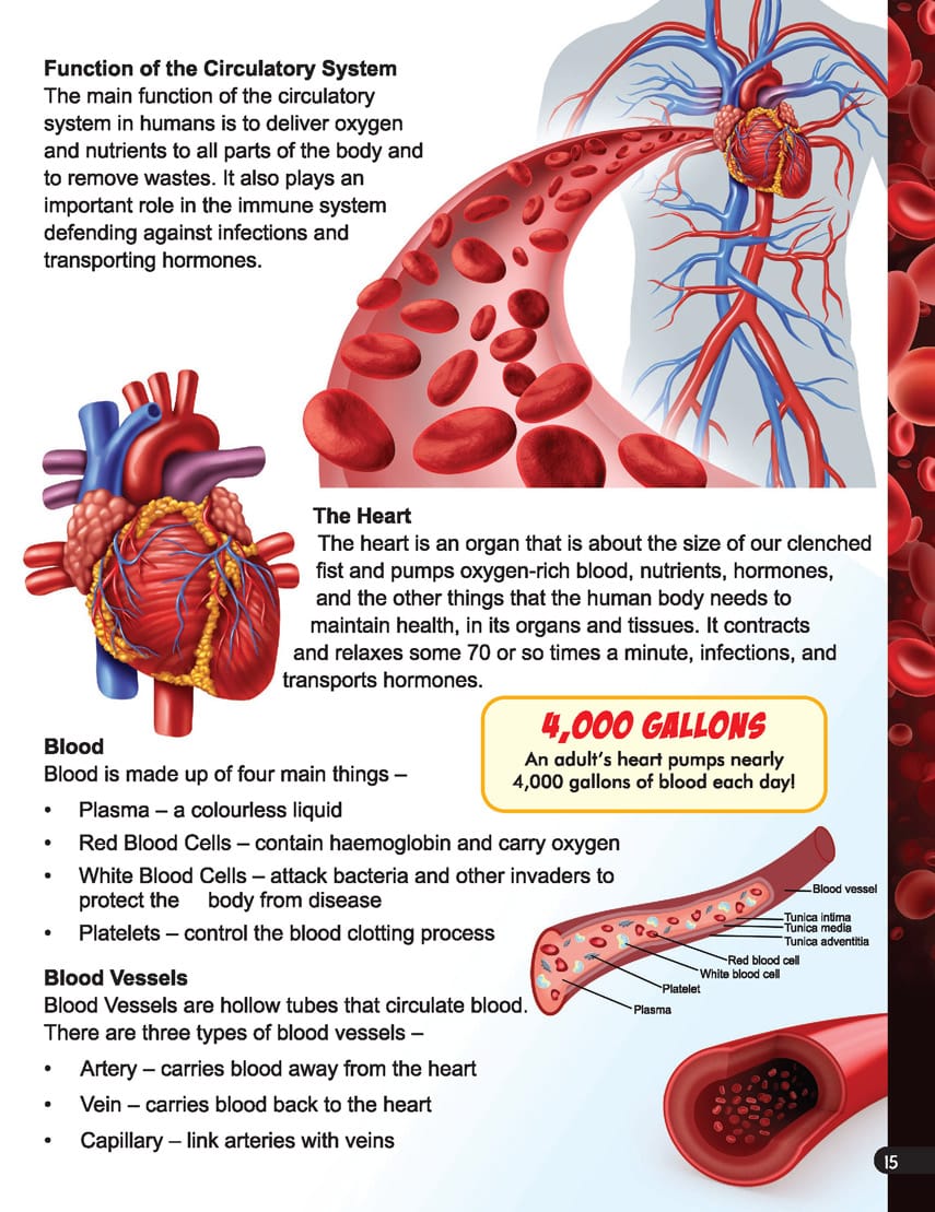 Dreamland Publications - Explore Human Body Encyclopedia