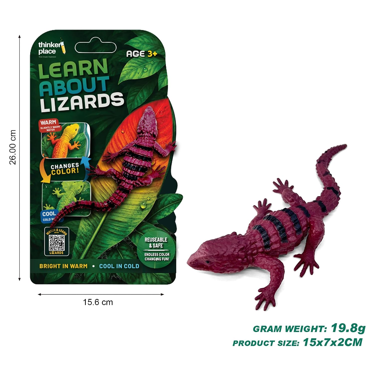 Thinker Place - Learn About Lizards - Armadillo Girdled Lizard