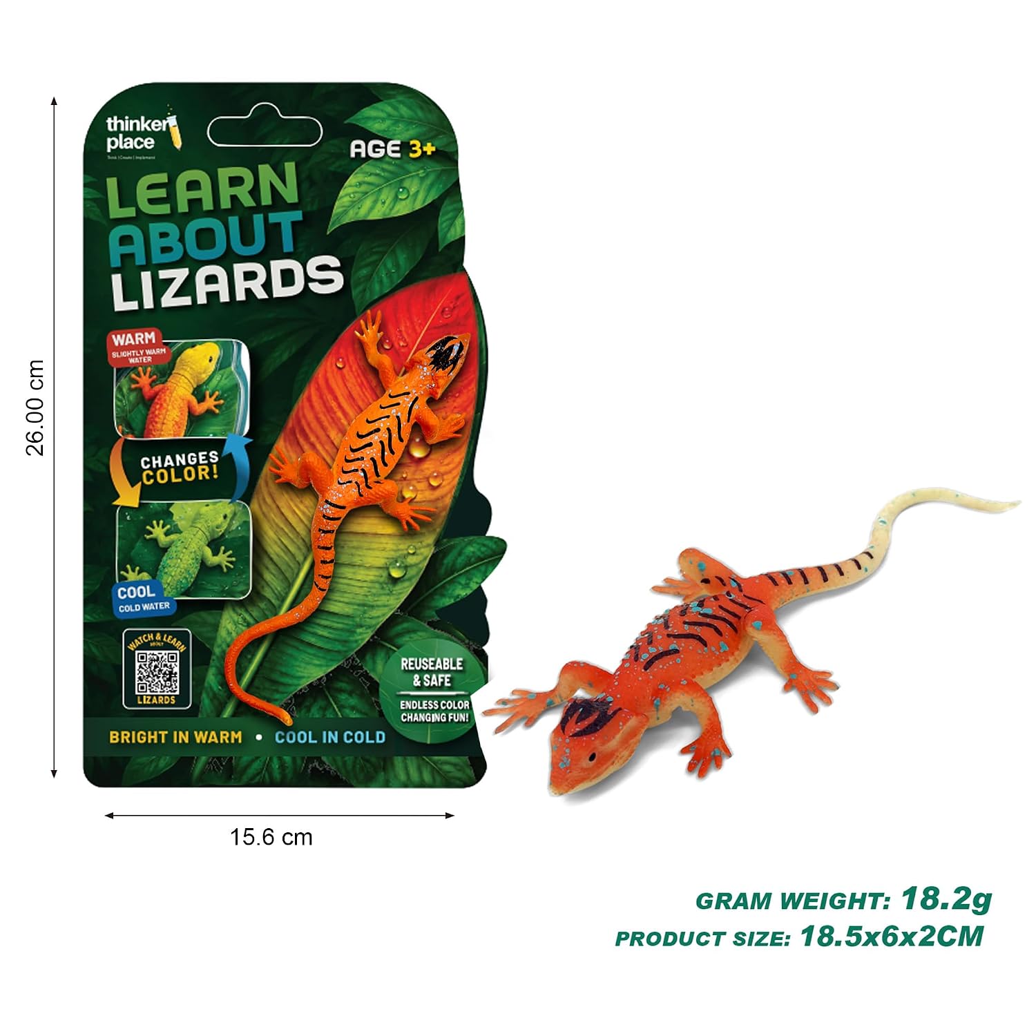 Thinker Place - Learn About Lizards - Common Garden Skink