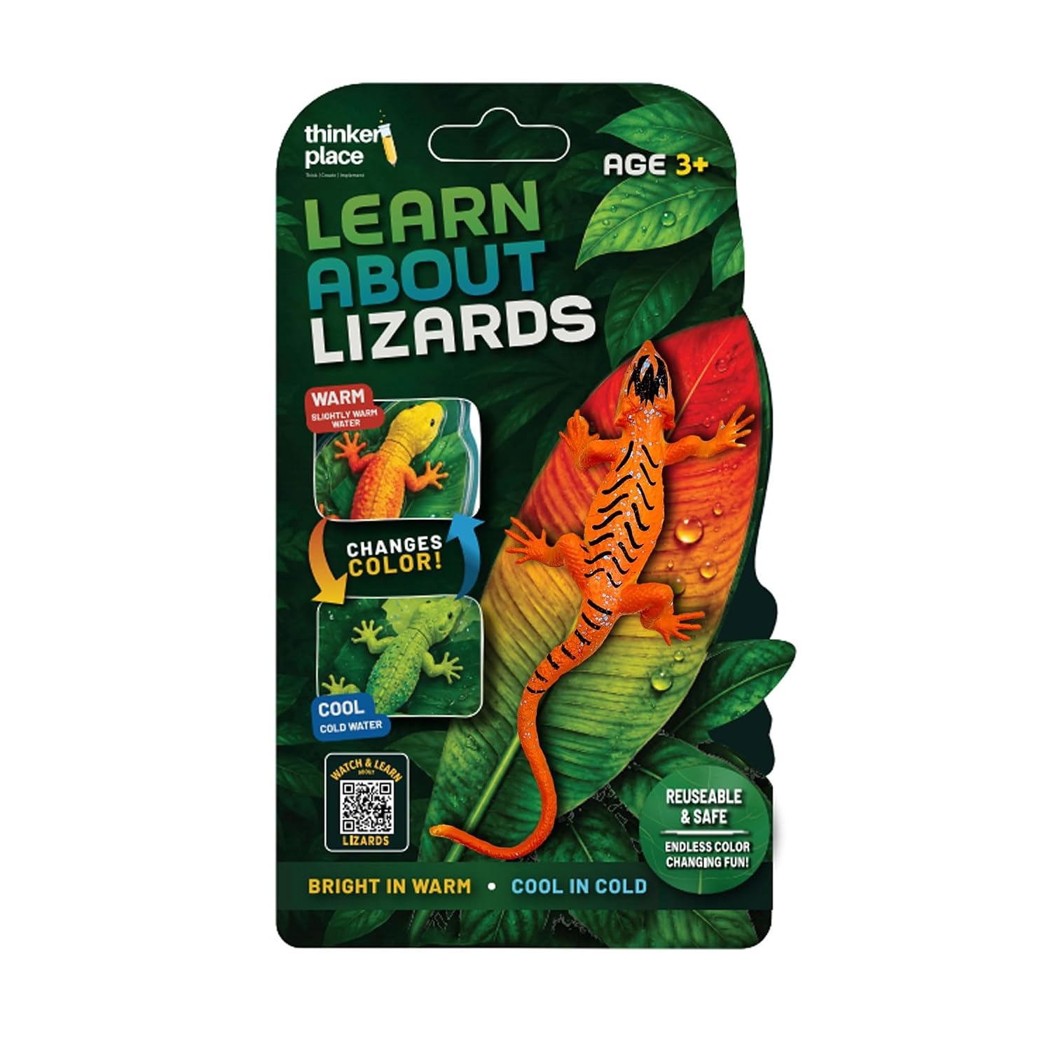 Thinker Place - Learn About Lizards - Common Garden Skink