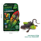 Thinker Place - Learn About Lizards - Flying Gecko