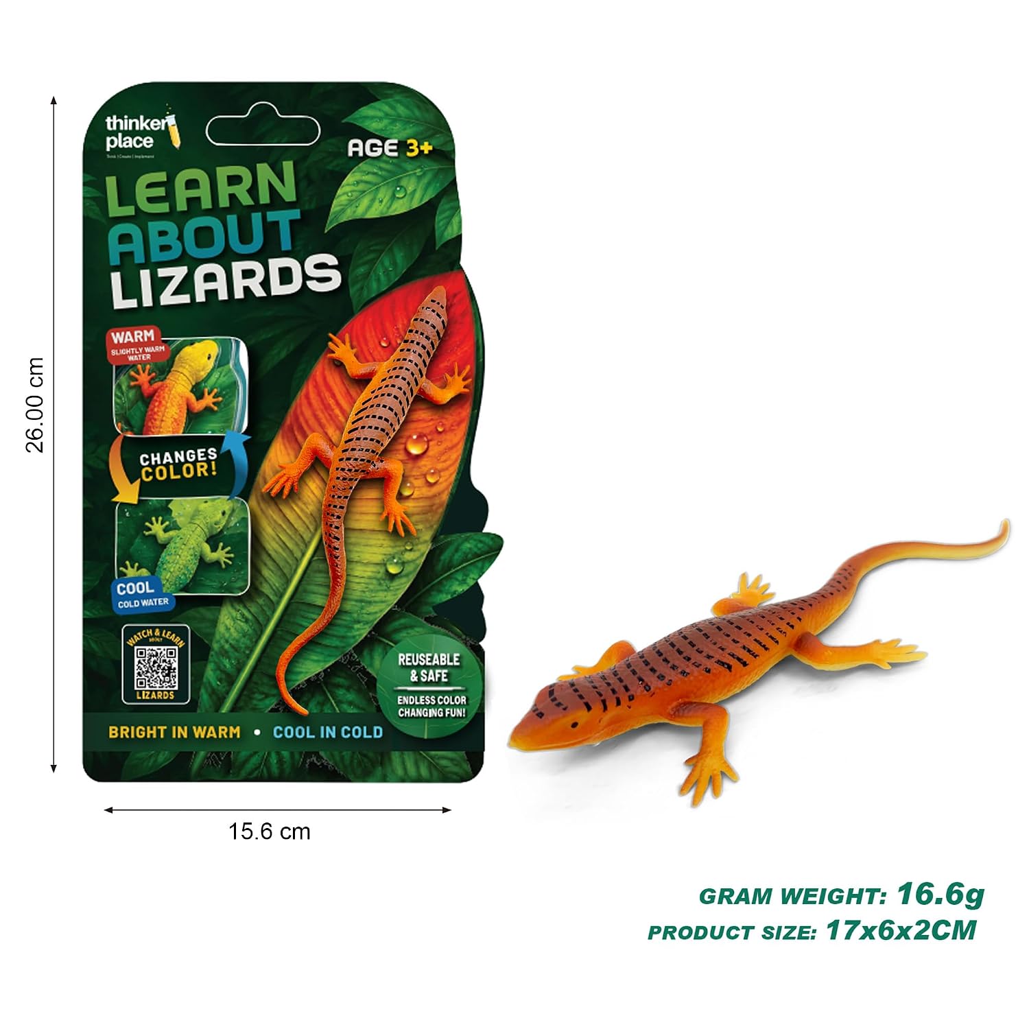 Thinker Place - Learn About Lizards - Skink
