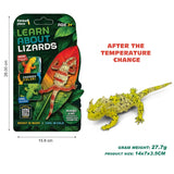 Thinker Place - Learn About Lizards - Thorny Devil