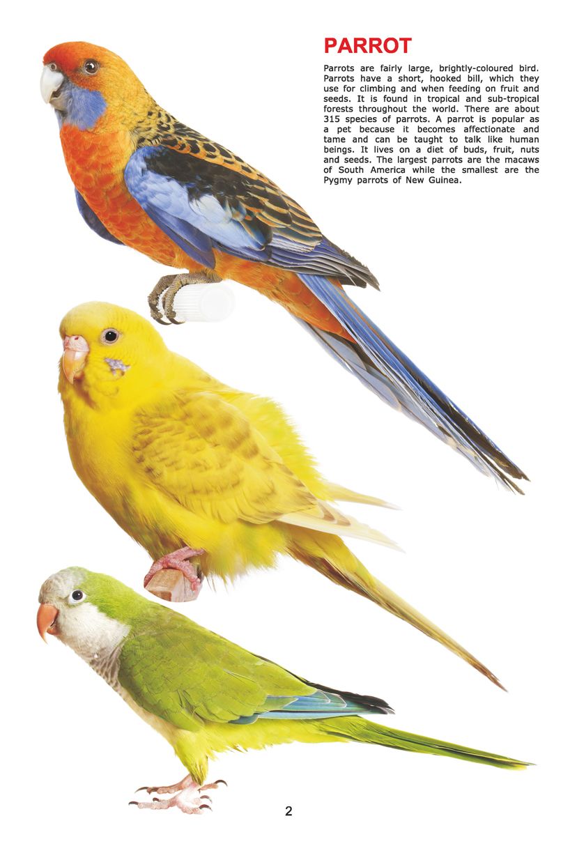 Dreamland Publications - My Jumbo Book - BIRDS