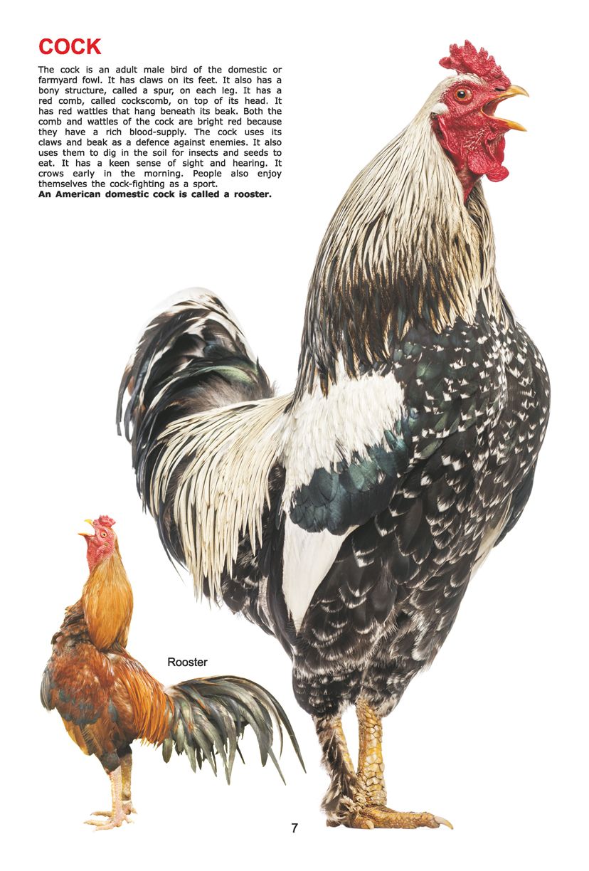 Dreamland Publications - My Jumbo Book - BIRDS