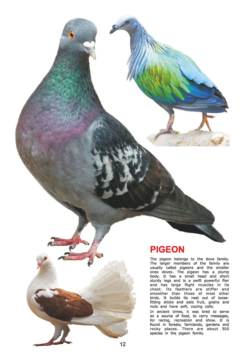 Dreamland Publications - My Jumbo Book - BIRDS