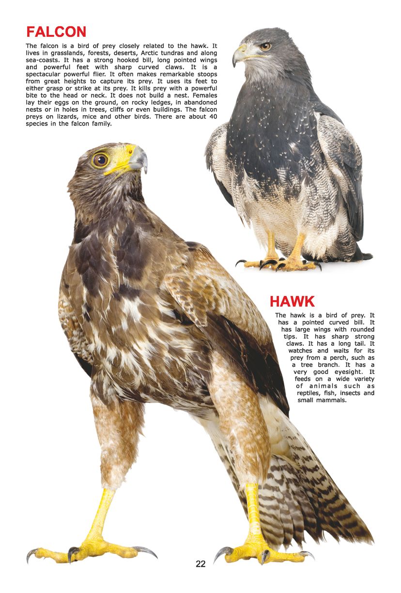 Dreamland Publications - My Jumbo Book - BIRDS