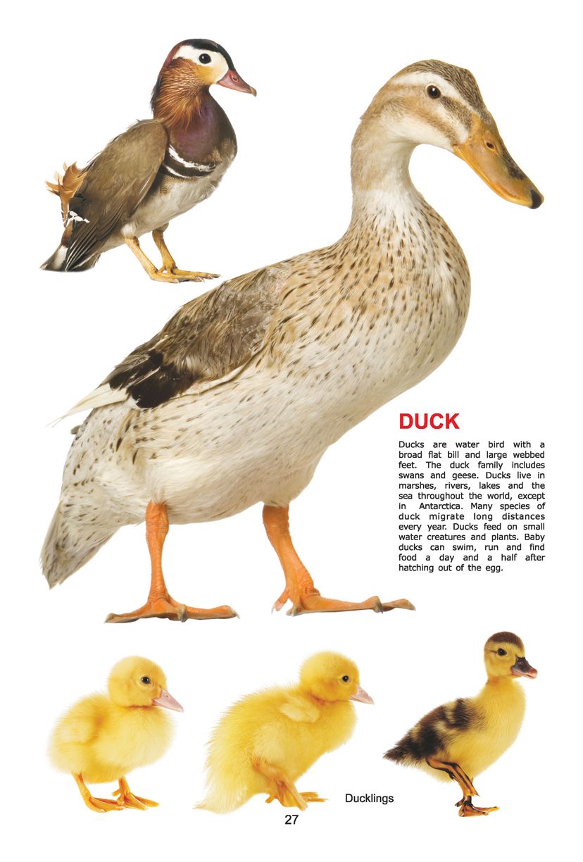 Dreamland Publications - My Jumbo Book - BIRDS