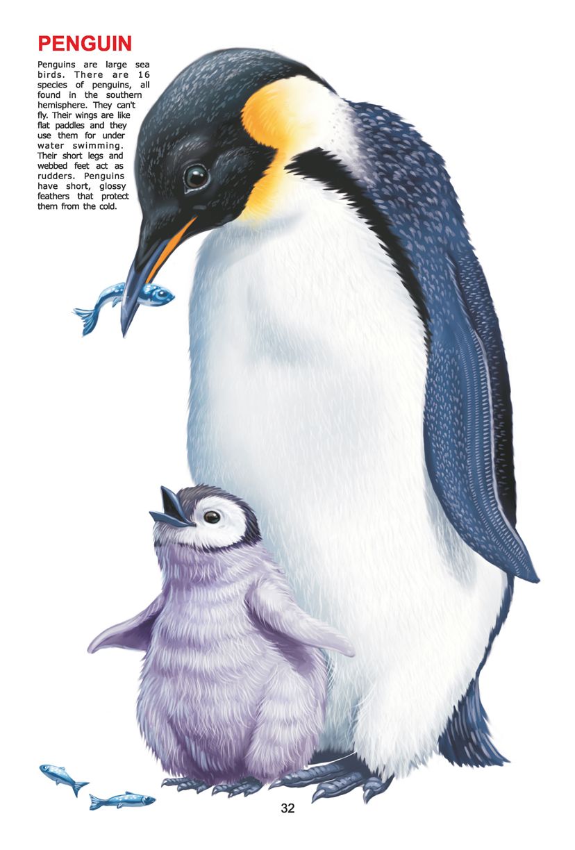Dreamland Publications - My Jumbo Book - BIRDS