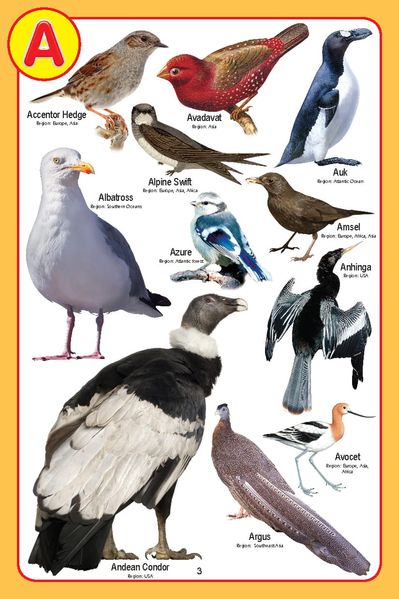 Dreamland Publications - My Jumbo Birds Pictionary