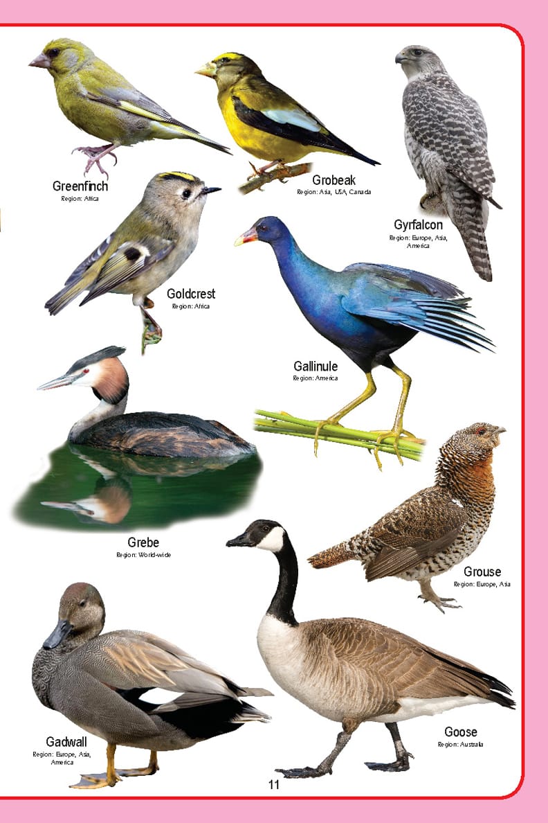 Dreamland Publications - My Jumbo Birds Pictionary