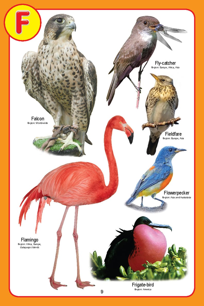Dreamland Publications - My Jumbo Birds Pictionary