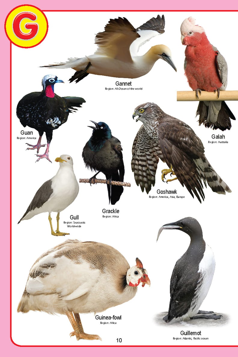 Dreamland Publications - My Jumbo Birds Pictionary