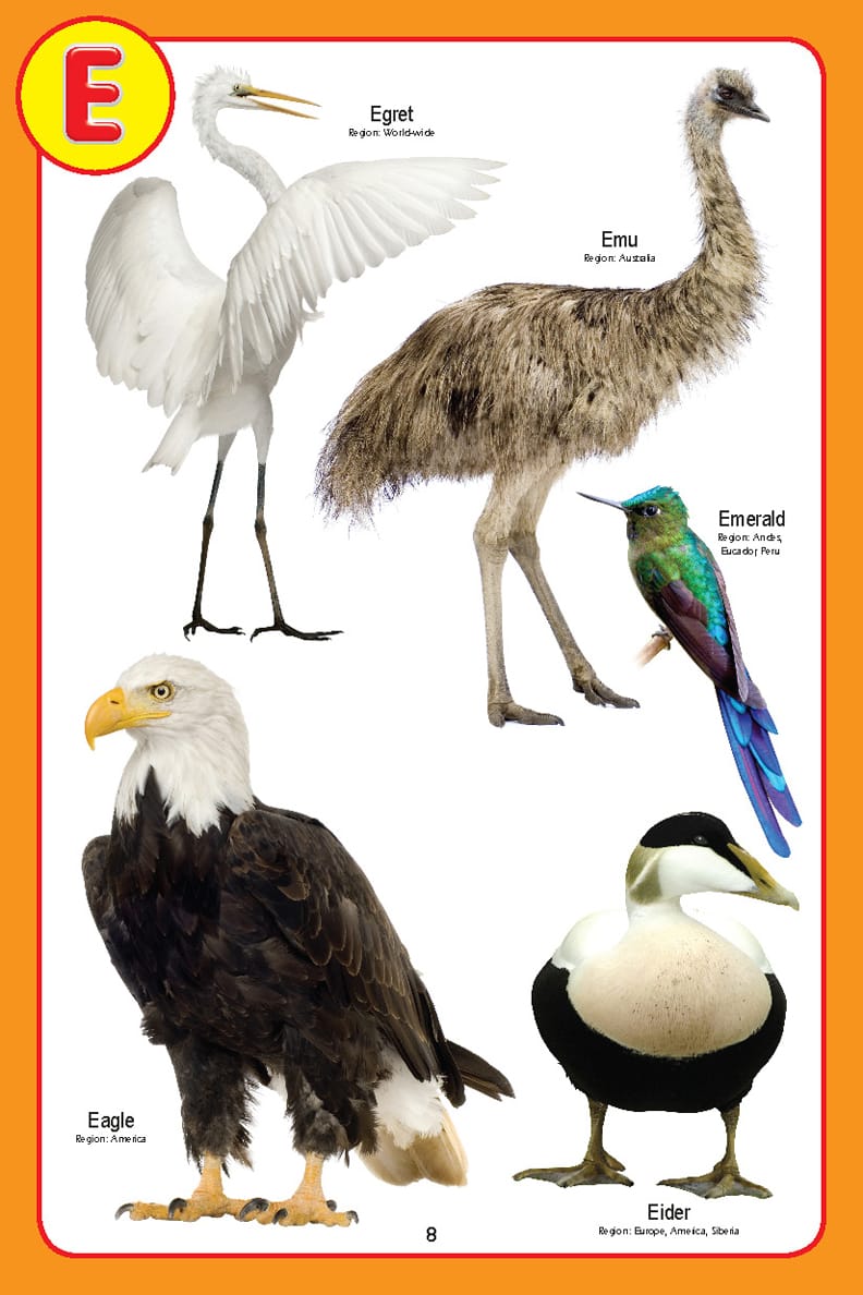 Dreamland Publications - My Jumbo Birds Pictionary