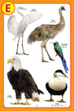 Dreamland Publications - My Jumbo Birds Pictionary