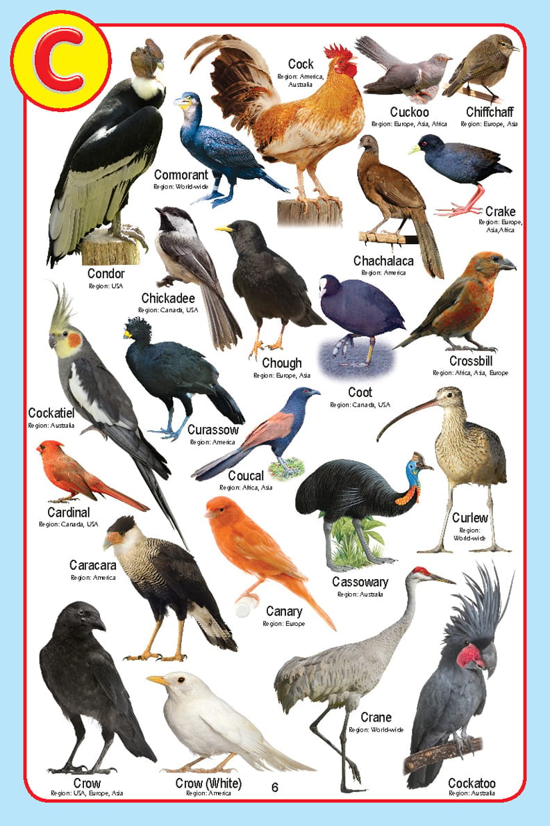Dreamland Publications - My Jumbo Birds Pictionary