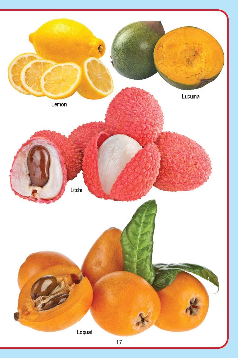 Dreamland Publications - My Jumbo Fruit Pictionary