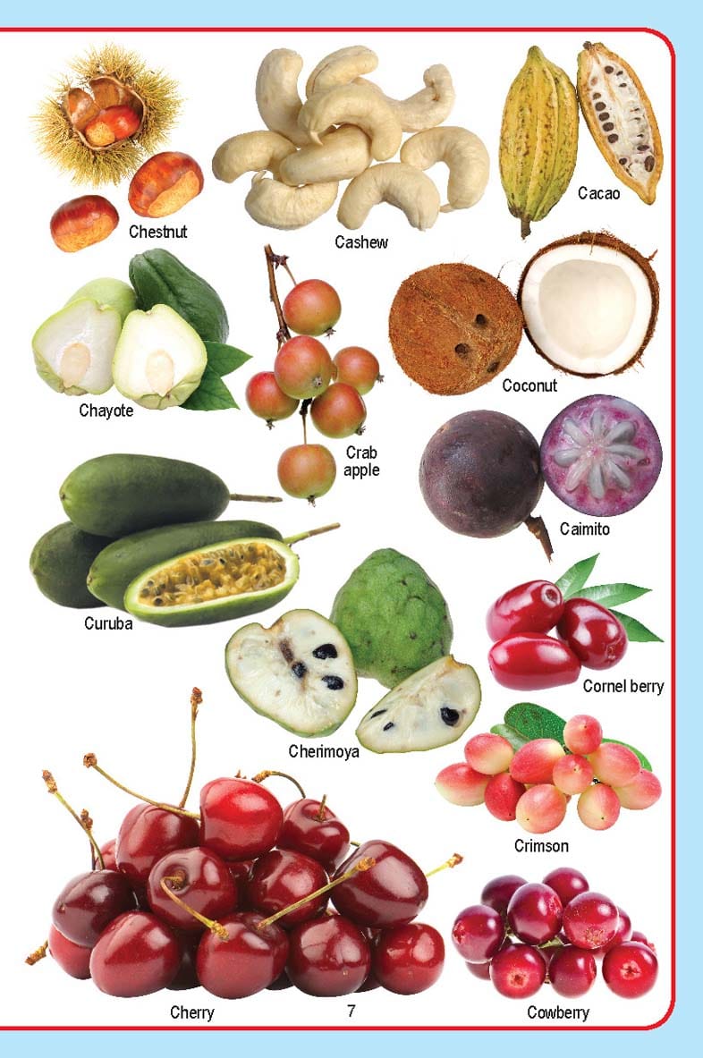 Dreamland Publications - My Jumbo Fruit Pictionary