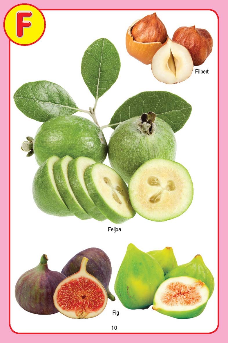 Dreamland Publications - My Jumbo Fruit Pictionary