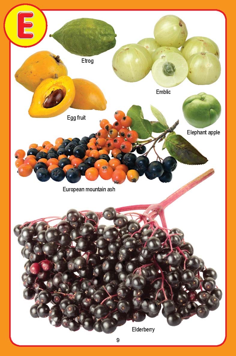 Dreamland Publications - My Jumbo Fruit Pictionary