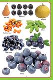 Dreamland Publications - My Jumbo Fruit Pictionary